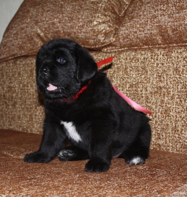 Фото: щенки, ньюфаундленд Aquatoriya Kelvin Zavetnaya Mechta (Акватория Келвин Заветная Мечта), ньюфаундленд Jguchiy Bryunet s Berega Dona (Жгучий Брюнет с Берега Дона), май 2012, 1 месяц