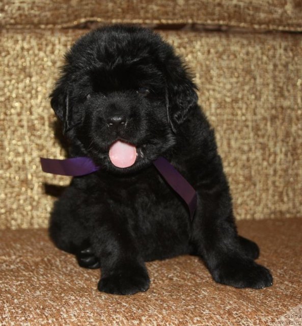 Фото: щенки, ньюфаундленд Aquatoriya Kelvin Zavetnaya Mechta (Акватория Келвин Заветная Мечта), ньюфаундленд Jguchiy Bryunet s Berega Dona (Жгучий Брюнет с Берега Дона), май 2012, 1 месяц