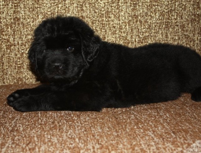 Фото: щенки, ньюфаундленд Aquatoriya Kelvin Zavetnaya Mechta (Акватория Келвин Заветная Мечта), ньюфаундленд Jguchiy Bryunet s Berega Dona (Жгучий Брюнет с Берега Дона), май 2012, 1 месяц