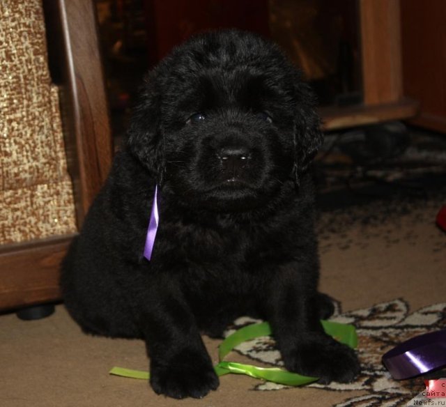 Фото: щенки, ньюфаундленд Aquatoriya Kelvin Zavetnaya Mechta (Акватория Келвин Заветная Мечта), ньюфаундленд Jguchiy Bryunet s Berega Dona (Жгучий Брюнет с Берега Дона), май 2012, 1 месяц