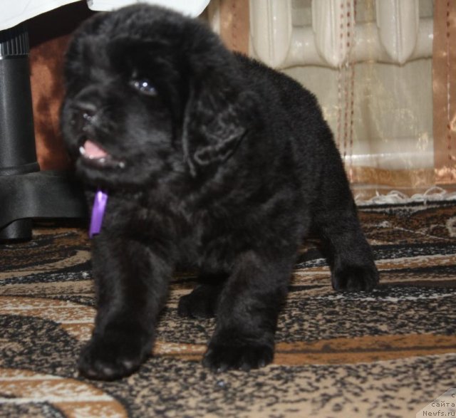 Фото: щенки, ньюфаундленд Aquatoriya Kelvin Zavetnaya Mechta (Акватория Келвин Заветная Мечта), ньюфаундленд Jguchiy Bryunet s Berega Dona (Жгучий Брюнет с Берега Дона), май 2012, 1 месяц