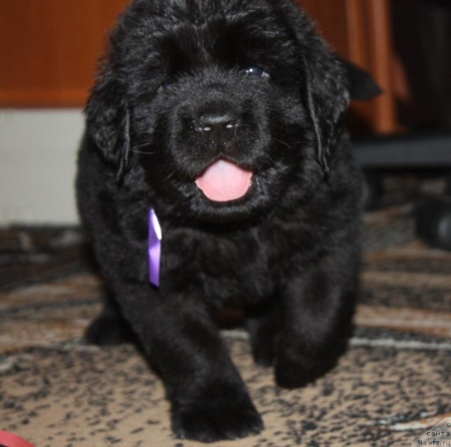 Фото: щенки, ньюфаундленд Aquatoriya Kelvin Zavetnaya Mechta (Акватория Келвин Заветная Мечта), ньюфаундленд Jguchiy Bryunet s Berega Dona (Жгучий Брюнет с Берега Дона), май 2012, 1 месяц