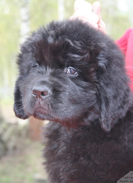 Фото: Бегущая по волнам Центэр оф Аттракшион