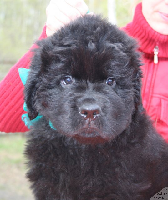 Фото: Бегущая по волнам Центэр оф Аттракшион