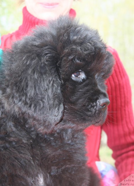 Фото: Бегущая по волнам Центэр оф Аттракшион