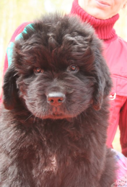 Фото: Бегущая по волнам Центэр оф Аттракшион