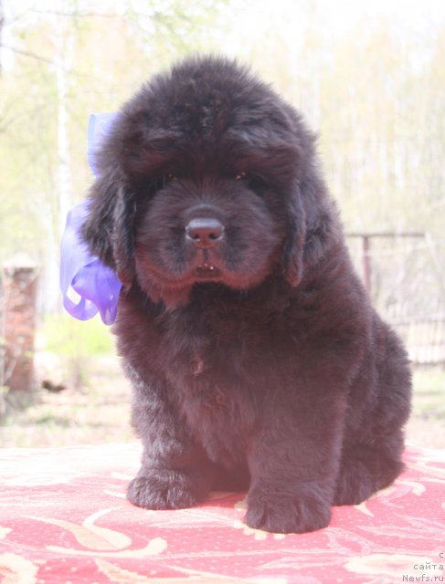 Фото: Кобель синяя лента