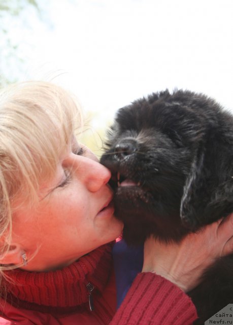 Фото: Кобель синяя лента, Elena Istomina (Елена Истомина)