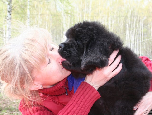 Фото: Кобель синяя лента, Elena Istomina (Елена Истомина)