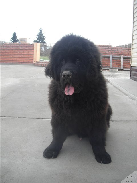 Фото: последний сынок, ньюфаундленд Carevich Imperii N'yuf ot Marleon Dusvik (Царевич Империи Ньюф от Марлеон Дусвик)