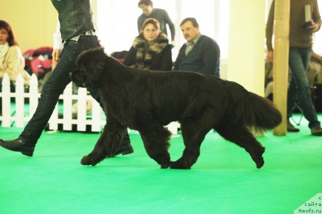 Фото: ньюфаундленд Smigar Nimfeya Neotrazimaya (Смигар Нимфея Неотразимая)