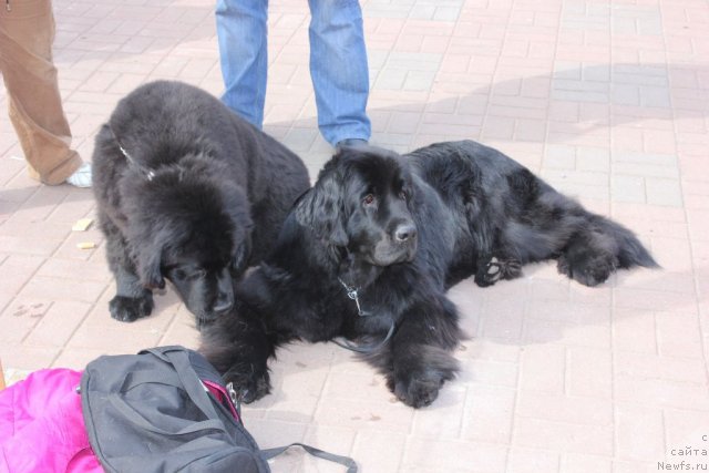Фото: ньюфаундленд Dar Svezy Unika Sagitta (Дар Свезы Юника Сагитта), ньюфаундленд Dar Svezyi Basket of Roses (Дар Свезы Баскет оф Росес)