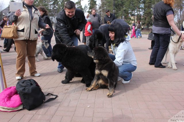 Фото: ньюфаундленд Dar Svezy Unika Sagitta (Дар Свезы Юника Сагитта), ньюфаундленд Dar Svezyi Basket of Roses (Дар Свезы Баскет оф Росес)