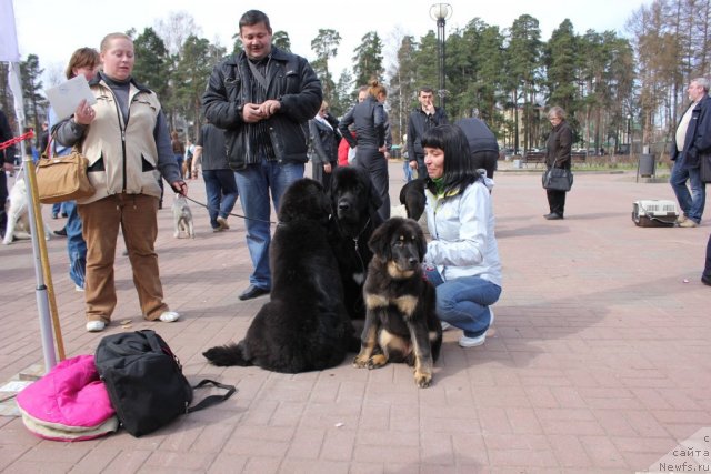 Фото: ньюфаундленд Dar Svezy Unika Sagitta (Дар Свезы Юника Сагитта), ньюфаундленд Dar Svezyi Basket of Roses (Дар Свезы Баскет оф Росес)