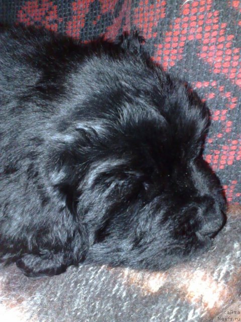 Фото: ньюфаундленд Smigar Nimfeya Neotrazimaya (Смигар Нимфея Неотразимая)