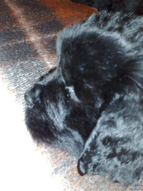 Фото: ньюфаундленд Smigar Nimfeya Neotrazimaya (Смигар Нимфея Неотразимая)