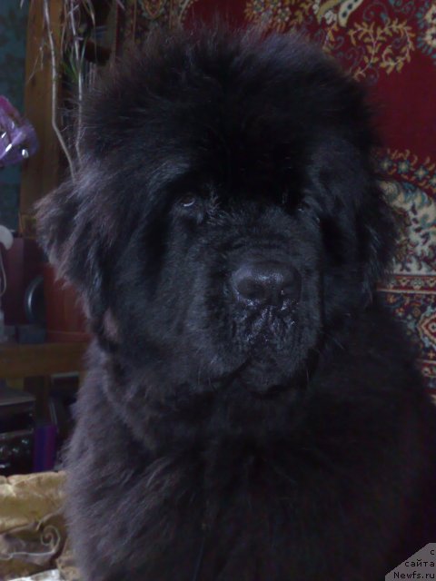 Фото: ньюфаундленд Smigar Nimfeya Neotrazimaya (Смигар Нимфея Неотразимая)