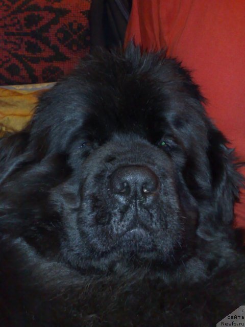 Фото: ньюфаундленд Smigar Nimfeya Neotrazimaya (Смигар Нимфея Неотразимая)