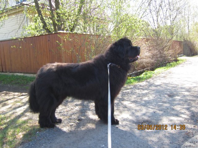 Фото: ньюфаундленд Very Fairweathers X'Got The Rhythm