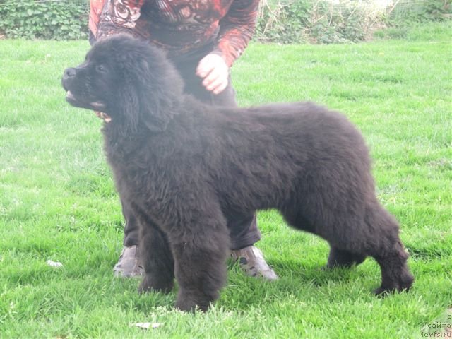 Фото: дочь, ньюфаундленд Akvatoriya Kelvin Kalashnikoff (Акватория Келвин Калашникофф)