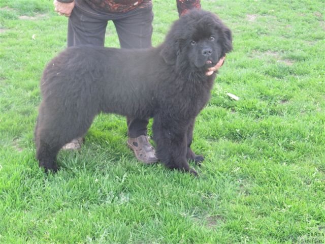 Фото: дочь, ньюфаундленд Akvatoriya Kelvin Kalashnikoff (Акватория Келвин Калашникофф)