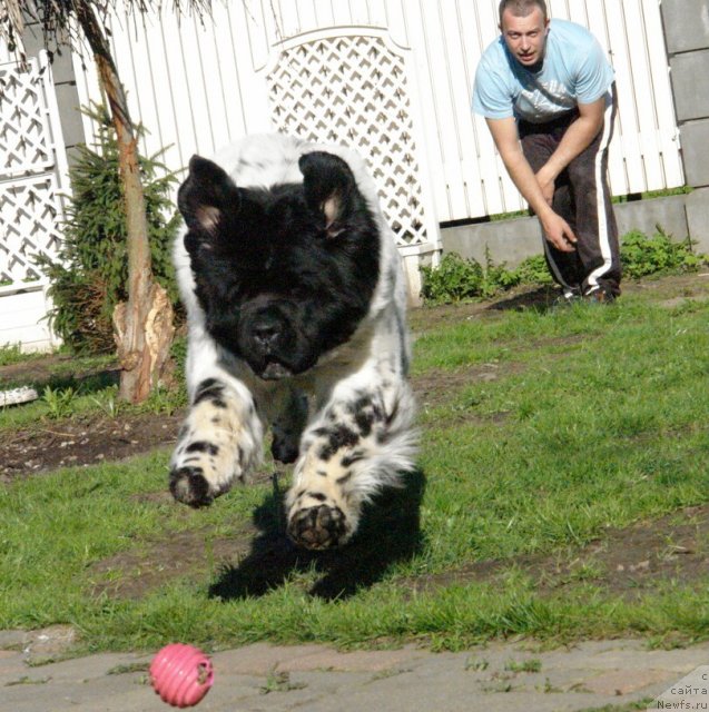 Фото: ньюфаундленд Akvian Song Zero Graviti (Аквиан Сонг Зеро Гравити)