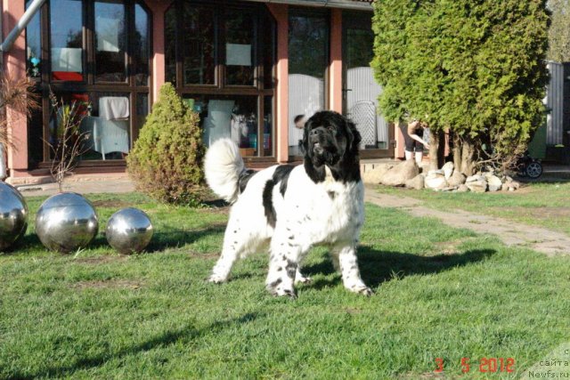 Фото: ньюфаундленд Akvian Song Zero Graviti (Аквиан Сонг Зеро Гравити)