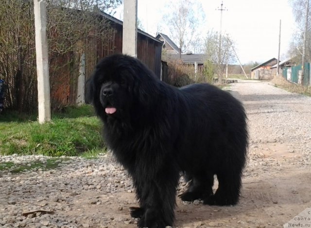 Фото: ньюфаундленд Ih Vyisochestvo Vladlena Madjiks (Их Высочество Владлена Маджикс)