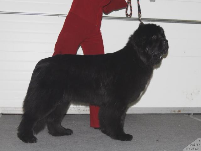Фото: ньюфаундленд Black Diamond Agidel ot Potapa Patricia (Блэк Диамонд Агидель от Потапа Патриция)