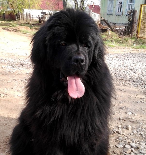 Фото: ньюфаундленд Ih Vyisochestvo Vladlena Madjiks (Их Высочество Владлена Маджикс)