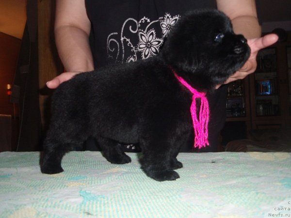 Фото: дети, ньюфаундленд Efrosin'ya iz Carstva Medvedey (Ефросинья из Царства Медведей)