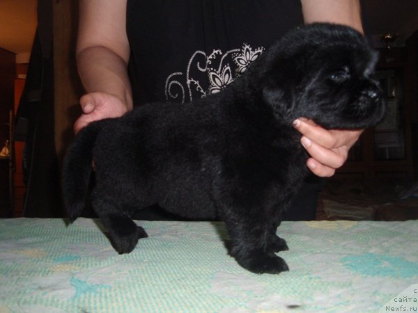 Фото: дети, ньюфаундленд Efrosin'ya iz Carstva Medvedey (Ефросинья из Царства Медведей)