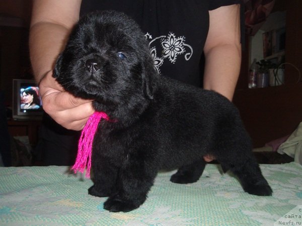 Фото: дети, ньюфаундленд Efrosin'ya iz Carstva Medvedey (Ефросинья из Царства Медведей)