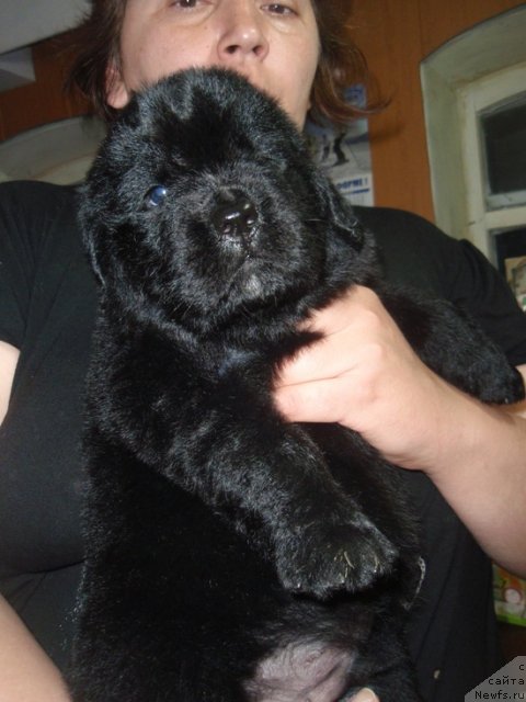 Фото: ньюфаундленд N'yufort Top Gir (Ньюфорт Топ Гир)