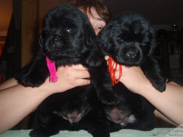 Фото: девочки, ньюфаундленд Efrosin'ya iz Carstva Medvedey (Ефросинья из Царства Медведей)