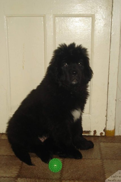 Фото: дочь, ньюфаундленд King of Helluland I'm Precious