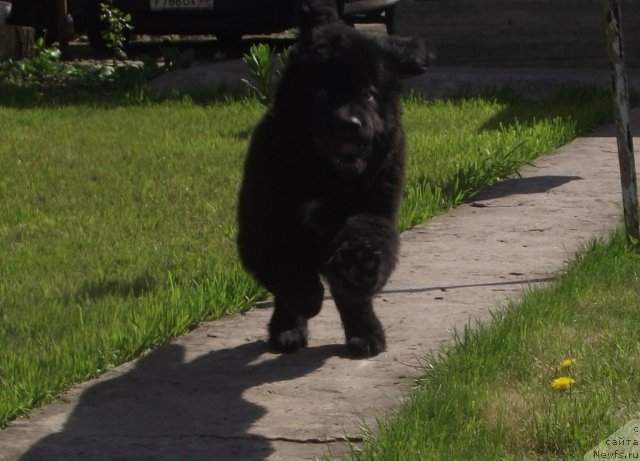 Фото: ньюфаундленд Charuyuschiy Chezario (Чарующий Чезарио)