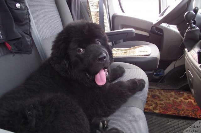 Фото: ньюфаундленд Charuyuschiy Chezario (Чарующий Чезарио)