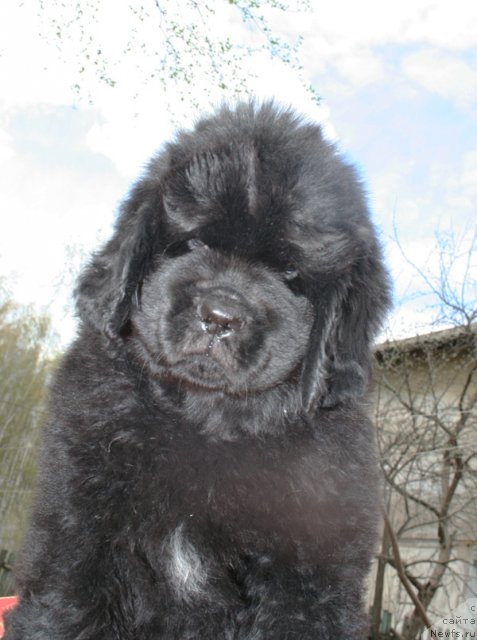 Фото: Бегущая по волнам ЦАРИЦА САВСКАЯ