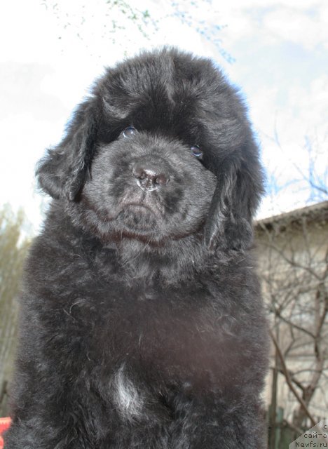 Фото: Бегущая по волнам ЦАРИЦА САВСКАЯ