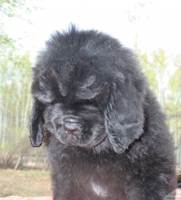 Фото: Бегущая по волнам ЦАРИЦА САВСКАЯ