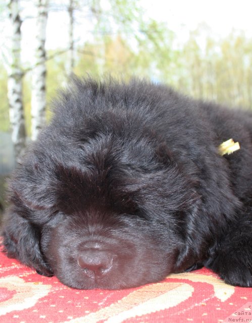 Фото: Бегущая по волнам ЦАРИЦА САВСКАЯ