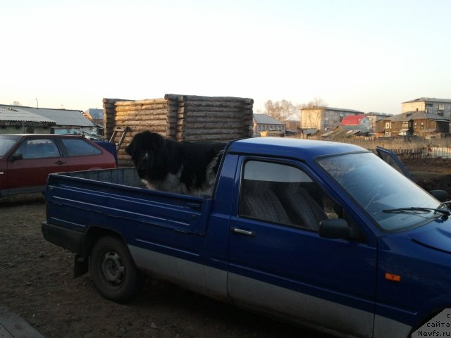 Фото: ньюфаундленд Otvajnyiy Ryicar' Ayvengo iz Tihogo Omuta (Отважный Рыцарь Айвенго из Тихого Омута)