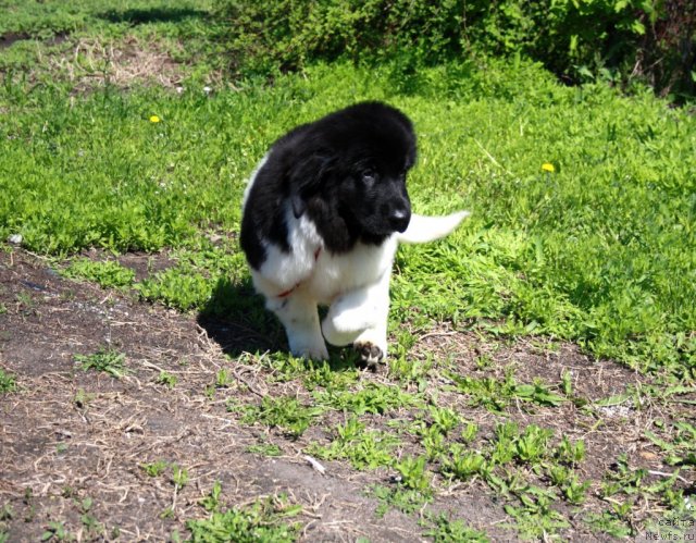 Фото: ньюфаундленд CHernyiy SHarm Vengriya (Черный Шарм Венгрия)