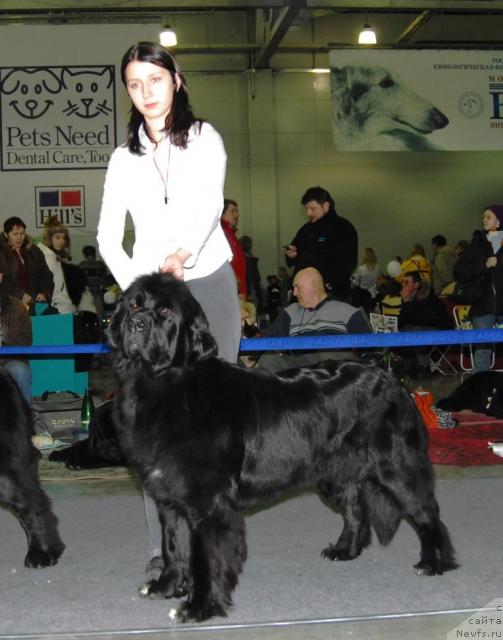 Фото: ньюфаундленд Sangriya (Сангрия)