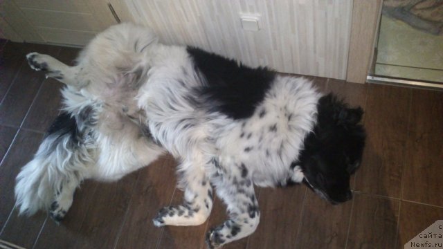 Фото: ньюфаундленд Flyufi Avalanch Spesiallu Born for YUu (Флюфи Аваланч Спесиаллу Борн фор Юу)