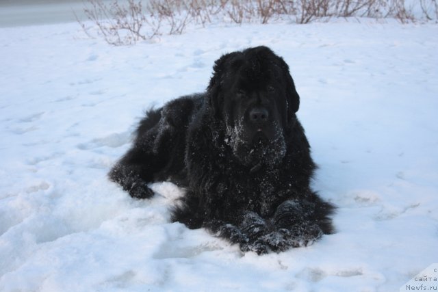 Фото: ньюфаундленд Fortuna of Giant's Island