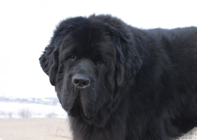 Фото: ньюфаундленд Beguschaya po Volnam Zero Kool (Бегущая по Волнам Зеро Коол)