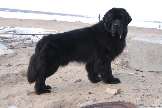 Фото: ньюфаундленд Beguschaya po Volnam Zero Kool (Бегущая по Волнам Зеро Коол)