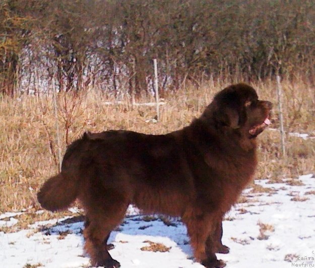 Фото: Итгай[d6697], ньюфаундленд Itgay (Итгай)